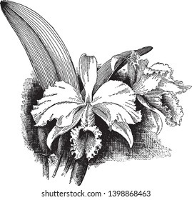 This is an image of Cattleya Warscewoo Gigas. The flowers are fairly dark with purple magenta lip, vintage line drawing or engraving illustration.