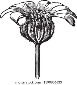 This is an image of Charieis Heterophylla which having small flower heads, the ray florets blue and the risk yellow, vintage line drawing or engraving illustration.