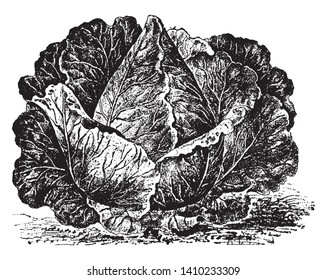 This is image of Charleston Wakefield cabbage. It is very similar to its predecessor in shape and takes about a week longer to reach maturity, vintage line drawing or engraving illustration.