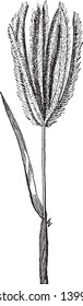 This is image of chloris, and also it is called as finger grass. It grows one to three feet tall, vintage line drawing or engraving illustration.