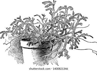 Das ist ein Bild von Club-Moos. Diese Clubmoose sind kleine, schleichende, terrestrische oder epiphytische Pflanzen, Gefäßpflanzen, die keine Blumen haben und sich sexuell durch Sporen, Vintage-Linien-Zeichnung oder Gravur reproduzieren