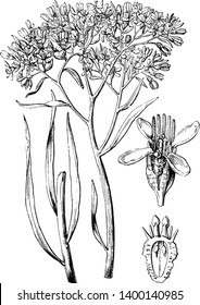 This is an image is of Common Popflower. The image is showing a Bud, complete flower, and section of the ovary, vintage line drawing or engraving illustration.
