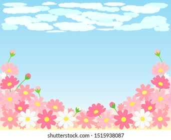 This is an image of a cosmos field. The contrast with the blue sky is beautiful.