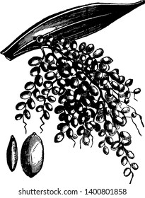 This is image of the date tree. This image showing a date fruit, it has small. It is bunch of data fruit; they grow up on a single branch. This fruit is sweet. It is oval shape, vintage line drawing