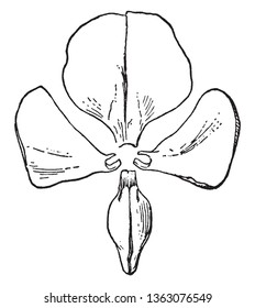 This image describe zygomorphic flower which have bilateral symmetry, like the corollas of many Leguminosoe, vintage line drawing or engraving illustration.