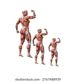 This image displays a detailed anatomical illustration of three human figures in different poses. Each figure highlights the underlying skeletal and muscular structure, emphasizing the muscles' positions and sizes. The figures appear to represent varying levels of muscle development or activity, with the largest figure standing upright with arms raised, the middle figure in a slightly bent posture, and the smallest figure in a crouched position. The illustration is likely used for educational purposes to demonstrate human anatomy and muscle function.