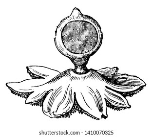 This is image of Earthstar Mushrooms. In dry weather the "petals" will dry and curl up around the soft spore sac, protecting it, vintage line drawing or engraving illustration.