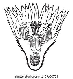 This is image of Echinocactus Flower and It is used for decorate balconies, verandas and terraces with funny yellow-barbed pellets, vintage line drawing or engraving illustration.