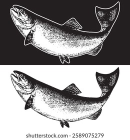 This image features a classic engraving-style fish illustration in two contrasting color variations. The top section displays the fish with black outlines on a white background, while the bottom secti