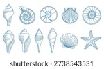 This image features a collection of eleven blue line-art drawings of different types of seashells and one starfish. The drawings are arranged in two rows on a plain white background. The shells include various shapes such as spiral conchs, fan-shaped scallops, and elongated snail shells. Each illustration is detailed with fine lines to show texture, ridges, and patterns, giving it a hand-drawn, vintage botanical or biological illustration aesthetic.