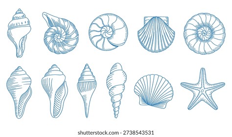 This image features a collection of eleven blue line-art drawings of different types of seashells and one starfish. The drawings are arranged in two rows on a plain white background. The shells include various shapes such as spiral conchs, fan-shaped scallops, and elongated snail shells. Each illustration is detailed with fine lines to show texture, ridges, and patterns, giving it a hand-drawn, vintage botanical or biological illustration aesthetic.