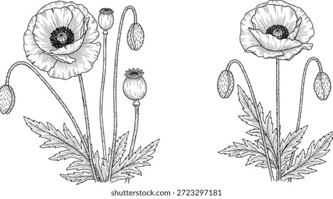 Esta Imagen presenta una detallada ilustración en blanco y negro de flores de amapola, mostrando sus delicados pétalos y detalles intrincados. La ilustración destaca las flores en varias etapas, incluyendo flores florecientes, brotes y hojas, creando una representación visualmente atractiva de la belleza de la naturaleza.