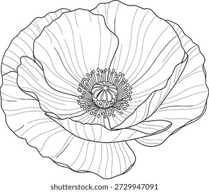 This image features a detailed black and white line drawing of a poppy flower, showcasing its delicate petals and intricate center on a plain white background, highlighting the flower's texture and structure.