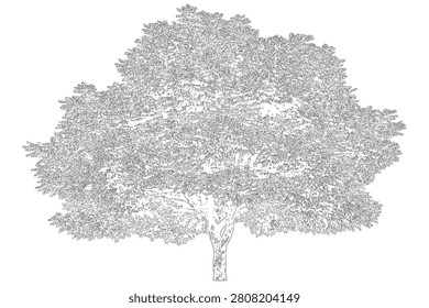 This image features an intricate, hand-drawn sketch of a with dense foliage on a stark white background.