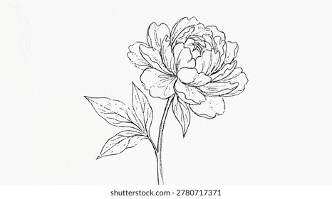 This image features a minimalist, hand-drawn line illustration of a blooming flower with detailed petals and leaves, on a plain background, showcasing elegance and simplicity for creative use