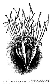 Esta es una imagen de la flor de Agave Attenuata. El tronco de un Agave Attenuata de 50 a 150 cm de longitud. Es un vástago gris liso y curvado y sus flores están emparejadas, vintage 