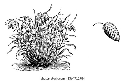 This is image of flower of Briza Maxima. Its stems are usually not branched and are hairless also the flowers bloom in June and July, vintage line drawing or engraving illustration.