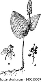 This image is a flower which is called Canada Mayflower, in which it has been told to germinate, vintage line drawing or engraving illustration.