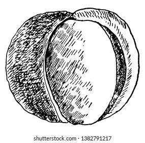 In diesem Bild sind die Früchte des Buckeye, Vintage Linie Zeichnung oder Gravitation Illustration.