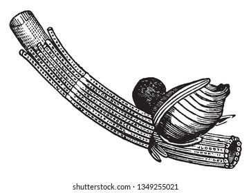 Esta es una imagen de porción fructífera. La frutería es un proceso de desarrollo que comienza después de la fertilización, el dibujo de líneas vintage o la ilustración de grabado.