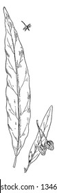 This is an image of Golden Dock. The leaves are all alternate, lance-oblong to lance-linear and 2 to 10 inches long,  to 1 inch wide, vintage line drawing or engraving illustration.