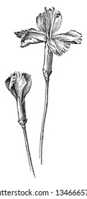 Esta es una imagen de Grenadin Carnation. Las flores son de tamaño medio, simples y con pétalos anejos, dibujo de línea vintage o ilustración de grabado.