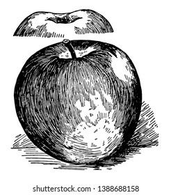 In this image is a grimes apple, vintage line drawing or engraving illustration.