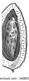 Esta imagen es la mitad de la fruta de frijol de Tonk. La fruta tiene una gran semilla y es muy gruesa, dibujo vintage o ilustración de grabado.