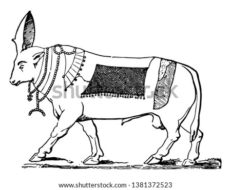 In this image as Hapis. A commonly the worshipped bull are deity, vintage line drawing or engraving illustration.
