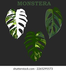 this image is an illustration for the monstera plant

