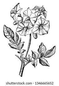 This is an image is of Inflorescence of Potato Plant. The stem of the flower cluster is at the top. The stems are hairy, vintage line drawing or engraving illustration.
