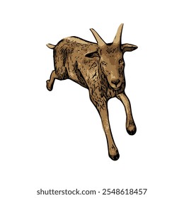 This image is isolated ilustration animal of Goat 