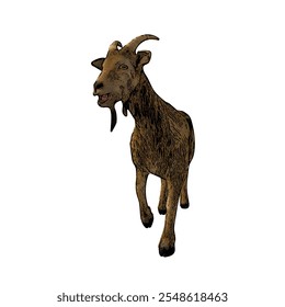 This image is isolated ilustration animal of Goat 