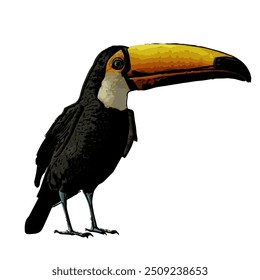 This image is isolated ilustration vector design of Toucan bird , work for logo icon template mascot RAMPHASTIDAE