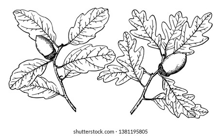 In this image an Also known as Quercus douglasii. The branch of is a Blue Oak tree, vintage line drawing or engraving illustration.