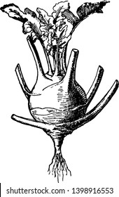 This is a image of kohlrabi. It is a rounded. The leaves are small and attached to vegetable. Root is small and short, vintage line drawing or engraving illustration.