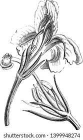 This is image of Lechenaultia flower. Picture showing calyx, stamens, and style, with stigma and indusium, vintage line drawing or engraving illustration.