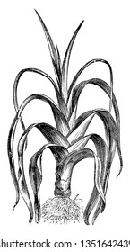 This image is a leek. The stem is thick, short. The roots are dense and short. Leaves are growing upper side; it is long and sharp, pointed. They use in food, vintage 
