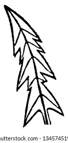 Esta es una imagen de la hoja de dientes de león. El tamaño de esta hoja es similar a la flecha, el dibujo de línea vintage o la ilustración de grabado.