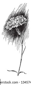 Das ist ein Bild von Little Gem Carnation. Streifen Nelken können fünf Blütenblätter haben. Es gibt jedoch Blüten mit Doppelblumen, Vintage-Linien-Zeichnung oder Graviergrafik.