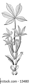 Esta é uma imagem de Low Sweet Buckeye e é planta caduca. Tem folhas compostas e flores têm pétalas fundidas, vintage linha desenho ou gravura ilustração.