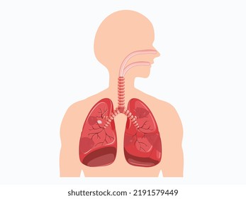 This Image Is For Lungs Disease Like Lung Cancer For Asbestos Fibre In The Respiratory System. Respiratory Diseases Like Mesothelioma, Asbestosis Mostly Occur For Asbestos Fibre From Cement, Sand Etc.