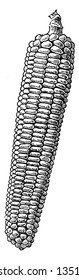 This image is maize known as corn. This is the first grain of the people of Mexico and South America, vintage line drawing or engraving illustration.