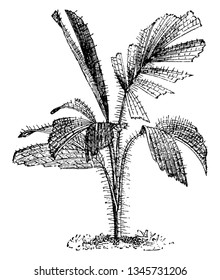 This is an image of Martinezia Erosa which is native to South America, vintage line drawing or engraving illustration.
