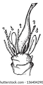 This is an image of Mnium Cuspidatum. It is also found in higher quality natural areas, vintage line drawing or engraving illustration.