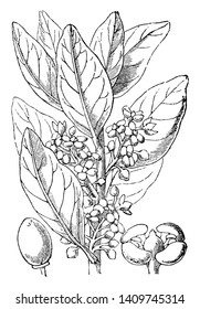 This is an image of Mock Olive. There are fruits and flower can see. Fruit is oval shaped, vintage line drawing or engraving illustration.