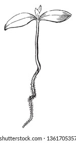 This is an image of natural size of Maple seedling. Two grown leaves seen on the top, vintage line drawing or engraving illustration.