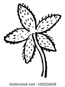 This is an image of Nodding Chickweed. The sepals are Lanceolate in shape with membranous margins and short-pubescent, vintage line drawing or engraving illustration.