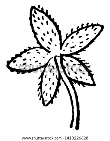 This is an image of Nodding Chickweed. The sepals are Lanceolate in shape with membranous margins and short-pubescent, vintage line drawing or engraving illustration.