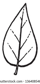 This is an image of ovate. This having an oval outline shaped like an egg with the basal end broader, vintage line drawing or engraving illustration.